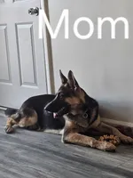 Georgia, a female German Shepherd Dog for sale in Hope Mills, NC – Photo 2 of 3