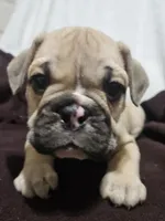 Brodie, a male English Bulldog for sale in Hope Mills, NC – 3 of 10