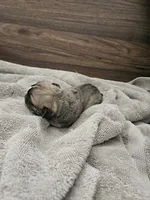 Ghost, a male English Bulldog for sale in Hope Mills, NC – 6 of 6
