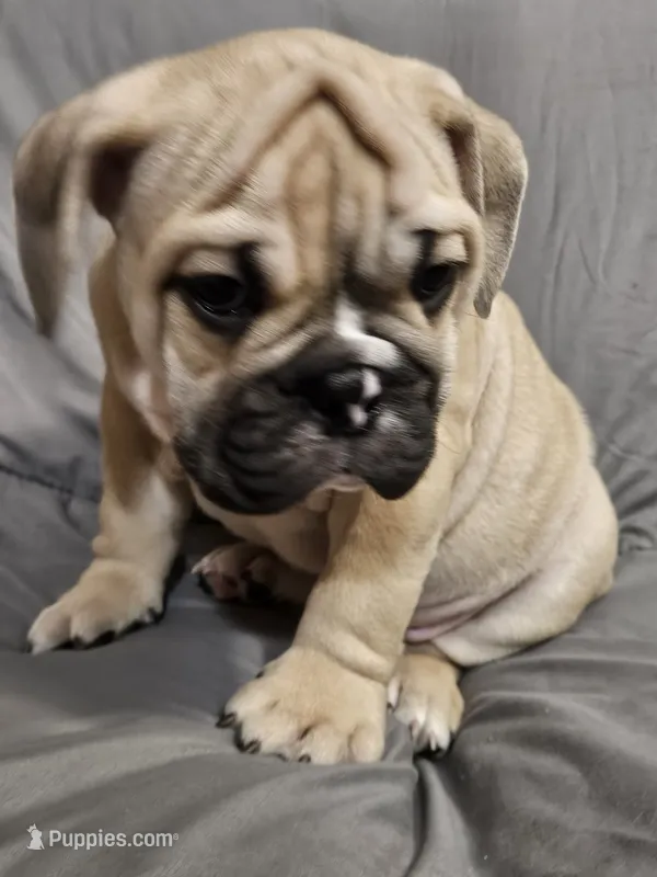 Brody – English Bulldog puppy for sale in Hope Mills, NC