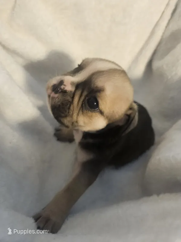 June  – English Bulldog puppy for sale in Hope Mills, NC