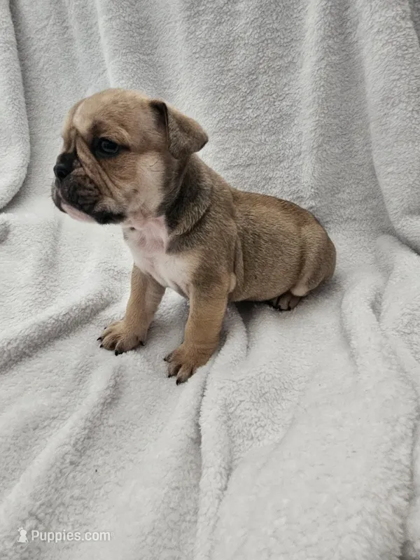Brutus – English Bulldog puppy for sale in Hope Mills, NC