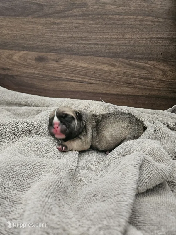 Ghost – English Bulldog puppy for sale in Hope Mills, NC