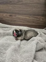 Ghost, a male English Bulldog for sale in Hope Mills, NC – 1 of 6