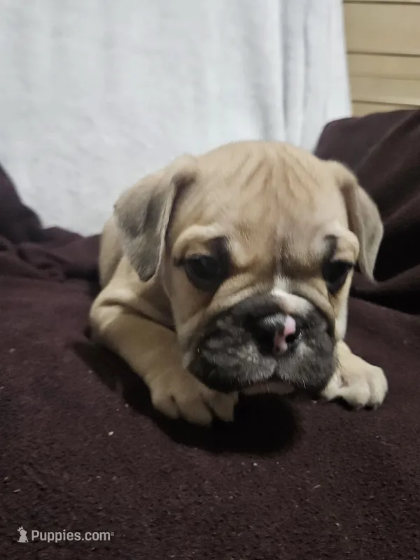 Brodie – English Bulldog puppy for sale in Hope Mills, NC