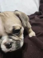 June , a female English Bulldog for sale in Hope Mills, NC – 2 of 10