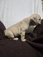 Brodie, a male English Bulldog for sale in Hope Mills, NC – 7 of 10