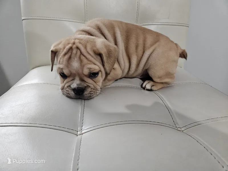 English Bulldog – English Bulldog puppy for sale in Hope Mills, NC