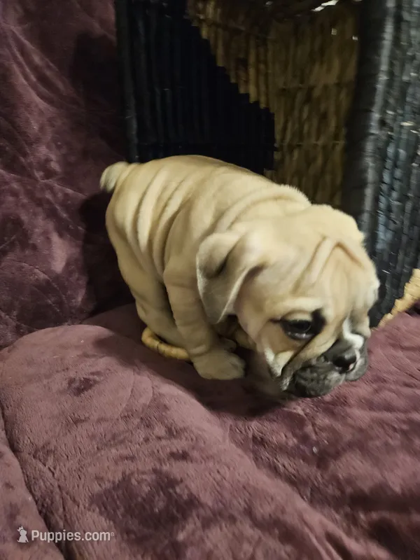 Brody – English Bulldog puppy for sale in Hope Mills, NC