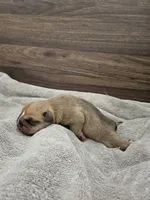 Brohms 2, a male English Bulldog for sale in Hope Mills, NC – 3 of 5