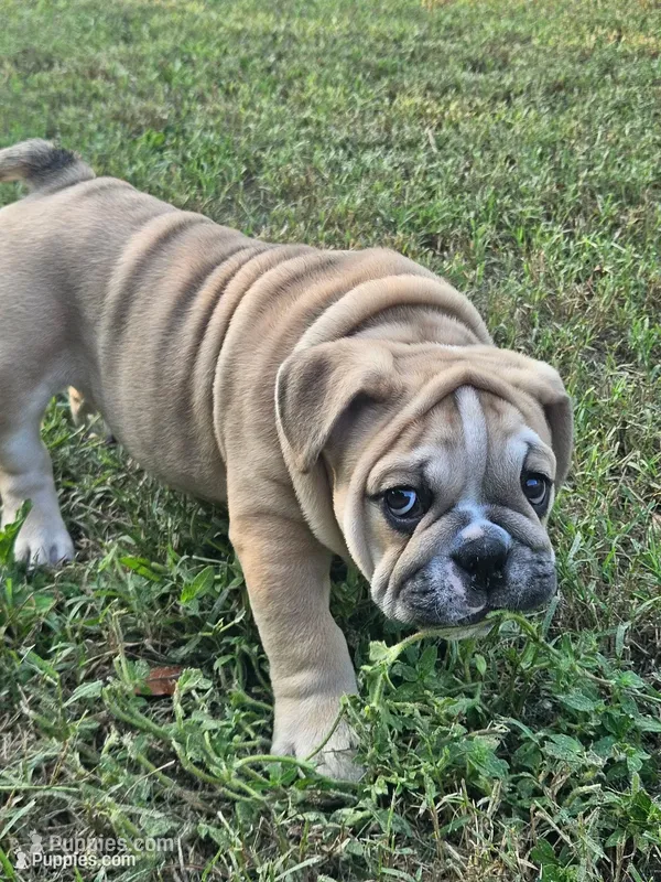 June  – English Bulldog puppy for sale in Hope Mills, NC
