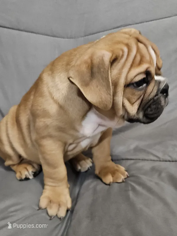 Louie – English Bulldog puppy for sale in Hope Mills, NC
