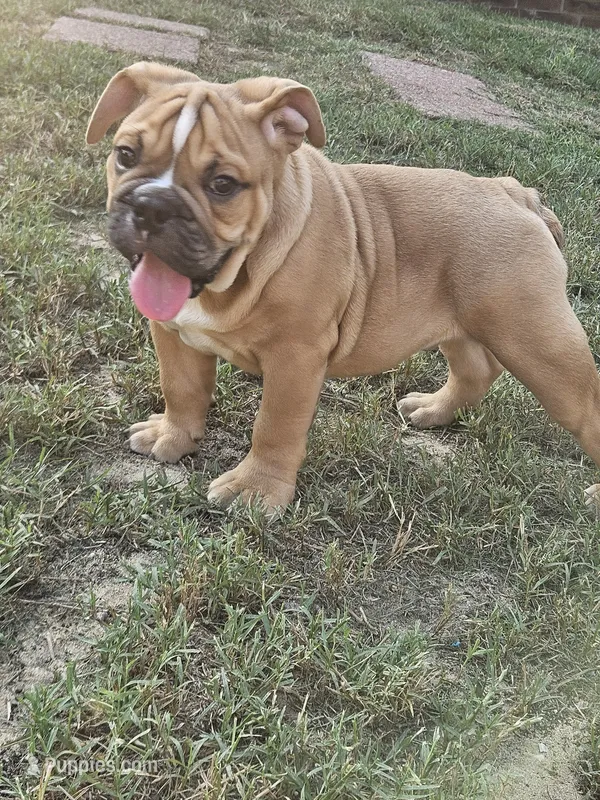 Louie – English Bulldog puppy for sale in Hope Mills, NC