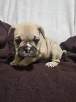 Brodie, a male English Bulldog for sale in Hope Mills, NC – 9 of 10