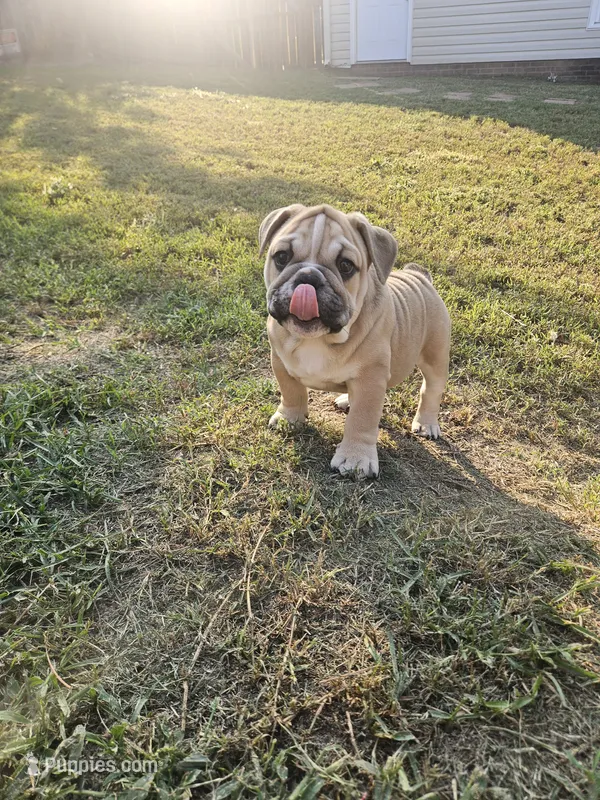 June  – English Bulldog puppy for sale in Hope Mills, NC