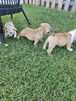 English Bulldog, a  English Bulldog for sale in Hope Mills, NC – 2 of 3