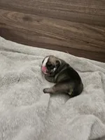 June, a female English Bulldog for sale in Hope Mills, NC – 2 of 5