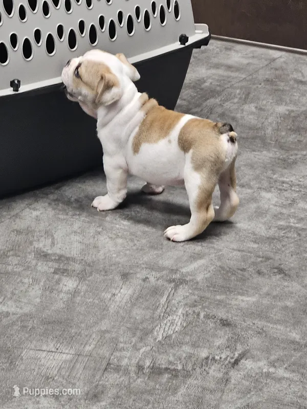 Kodak – English Bulldog puppy for sale in Hope Mills, NC