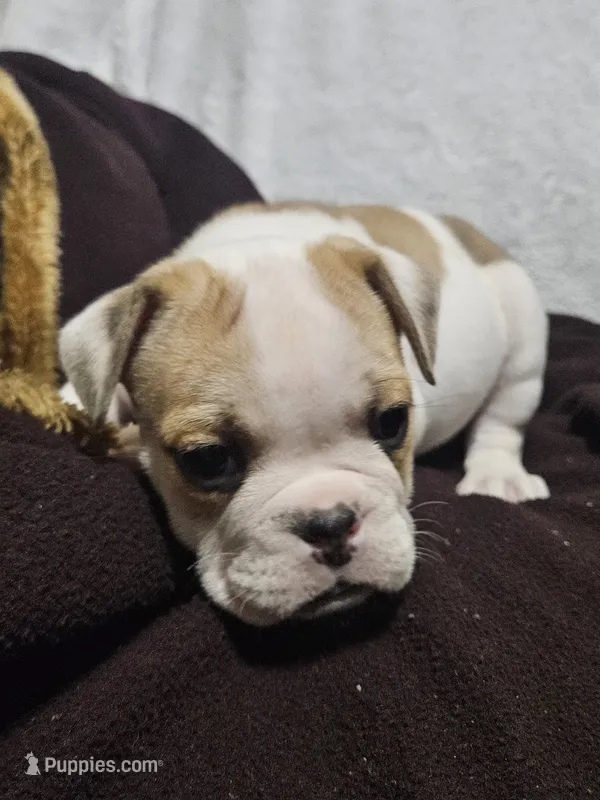 Kodak – English Bulldog puppy for sale in Hope Mills, NC