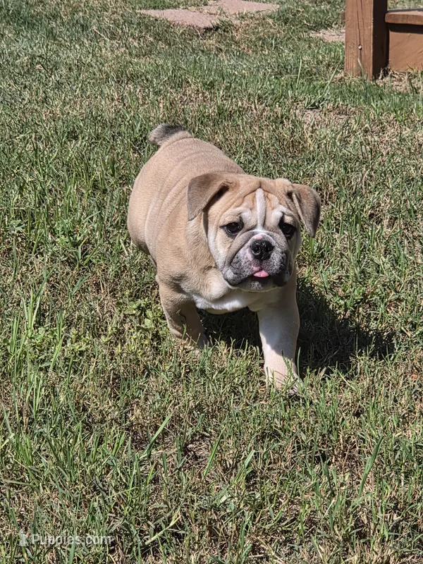 June  – English Bulldog puppy for sale in Hope Mills, NC