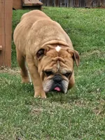 Brohms, a male English Bulldog for sale in Hope Mills, NC – 3 of 3