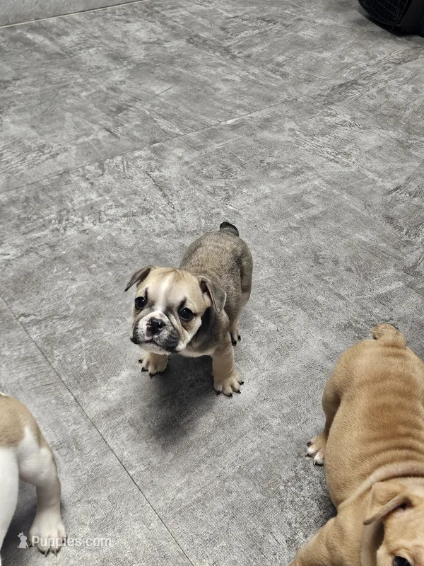 June  – English Bulldog puppy for sale in Hope Mills, NC