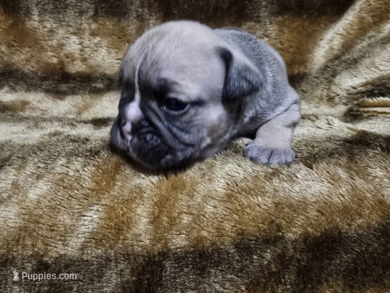 Ghost – English Bulldog puppy for sale in Hope Mills, NC