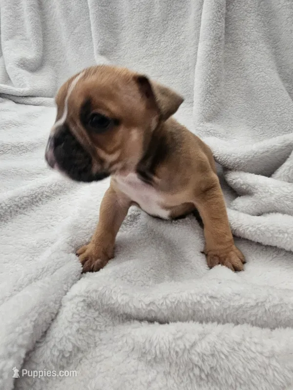 Louie – English Bulldog puppy for sale in Hope Mills, NC