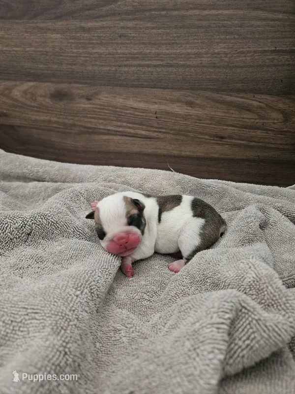 Jacob – English Bulldog puppy for sale in Hope Mills, NC