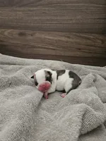Jacob, a male English Bulldog for sale in Hope Mills, NC – 1 of 5