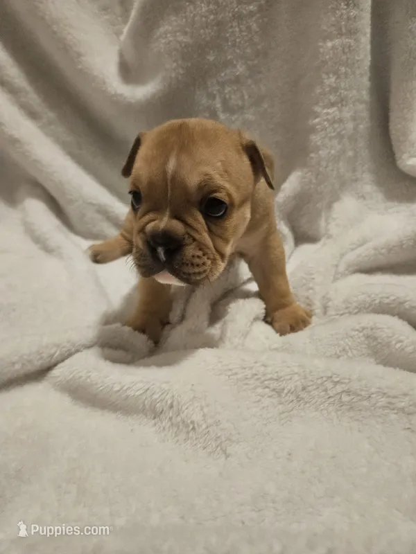 Brohms  – English Bulldog puppy for sale in Hope Mills, NC