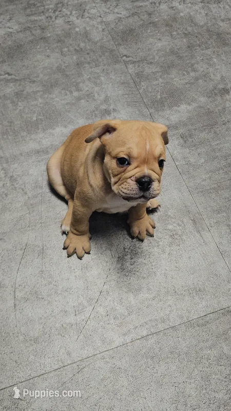 Brohms  – English Bulldog puppy for sale in Hope Mills, NC