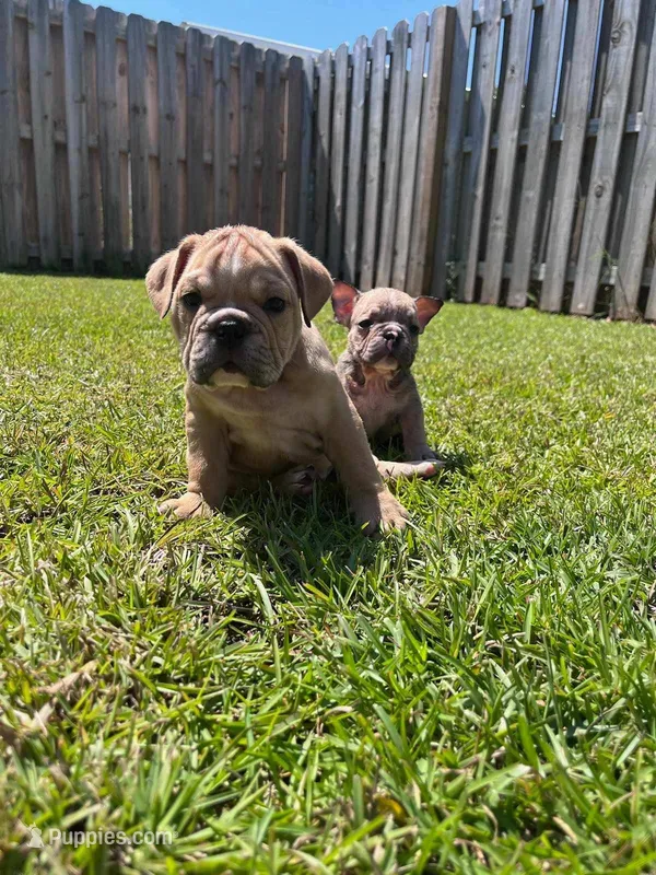 English Bulldog – English Bulldog puppy for sale in Hope Mills, NC
