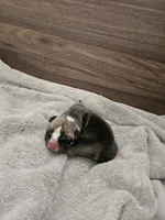 June, a female English Bulldog for sale in Hope Mills, NC – 5 of 5