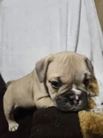 Brodie, a male English Bulldog for sale in Hope Mills, NC – 2 of 10