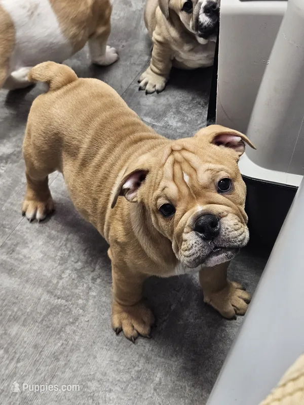 Brohms  – English Bulldog puppy for sale in Hope Mills, NC