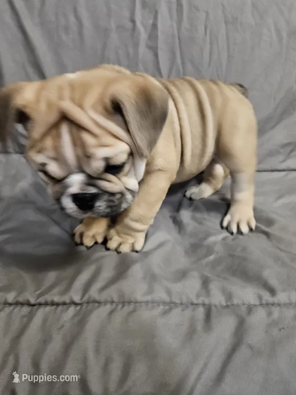 June  – English Bulldog puppy for sale in Hope Mills, NC