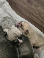Brohms 2, a male English Bulldog for sale in Hope Mills, NC – 5 of 5