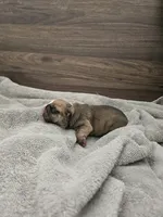 Louie, a male English Bulldog for sale in Hope Mills, NC – 2 of 5