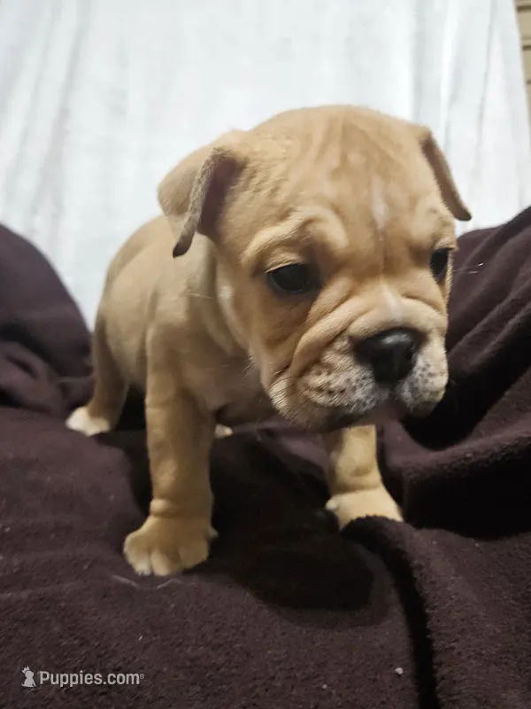 Brohms  – English Bulldog puppy for sale in Hope Mills, NC