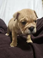 Brohms , a male English Bulldog for sale in Hope Mills, NC – 1 of 10