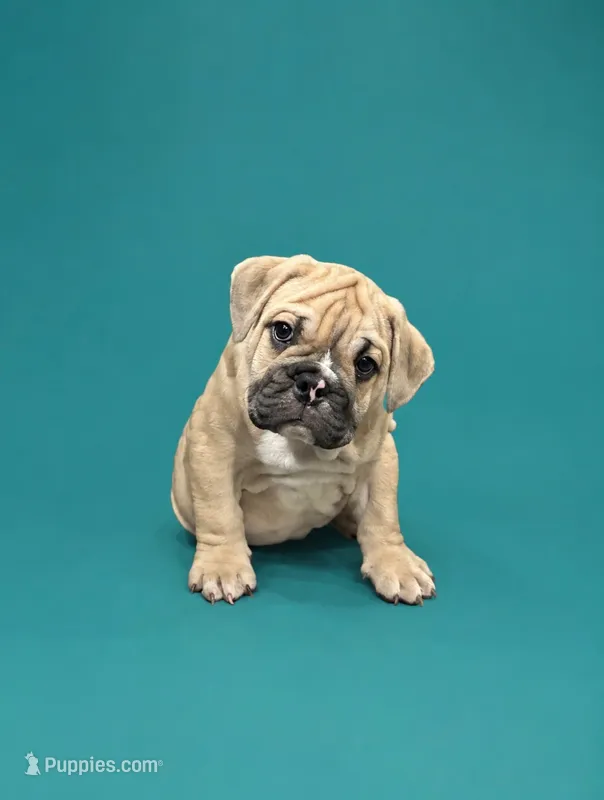 Brody – English Bulldog puppy for sale in Hope Mills, NC