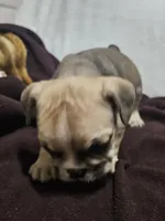June , a female English Bulldog for sale in Hope Mills, NC – 9 of 10