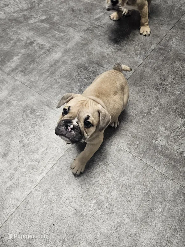 Brody – English Bulldog puppy for sale in Hope Mills, NC