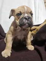 Louie, a male English Bulldog for sale in Hope Mills, NC – 4 of 7
