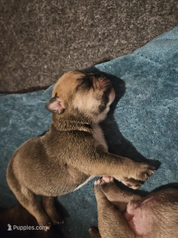 Dex – English Bulldog puppy for sale in Hope Mills, NC