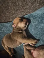 Brutus, a male English Bulldog for sale in Hope Mills, NC – 1 of 1