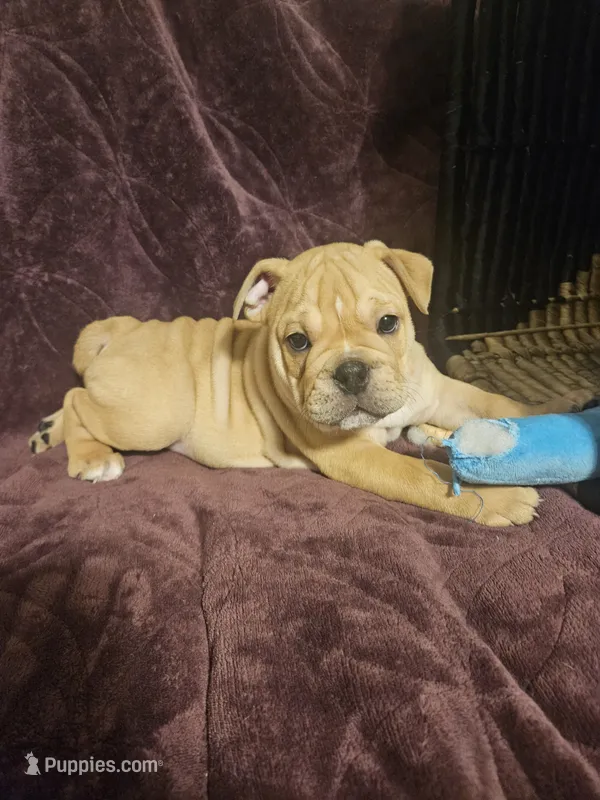 Brohms  – English Bulldog puppy for sale in Hope Mills, NC