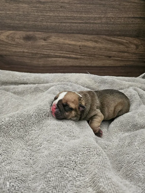 Louie – English Bulldog puppy for sale in Hope Mills, NC