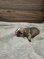 Louie, a male English Bulldog for sale in Hope Mills, NC – 1 of 5